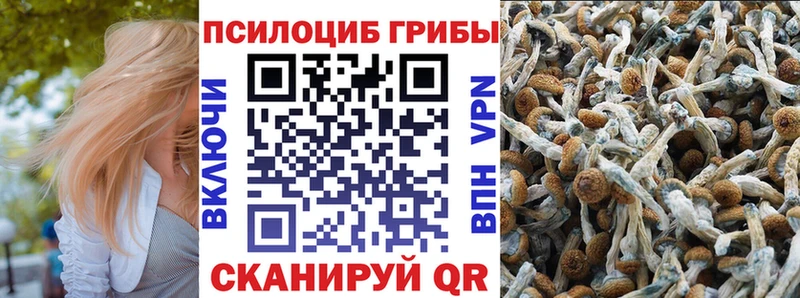 гидра зеркало  Руза  Псилоцибиновые грибы Cubensis 